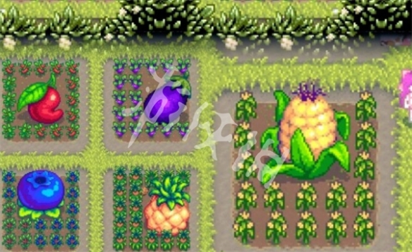 星露谷物语巨大作物种植方法